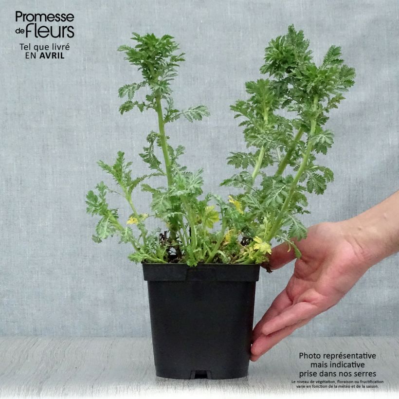 Spécimen de Anthemis tinctoria E.C. Buxton - Fausse Camomille en pot de 2/3L tel que livré au printemps
