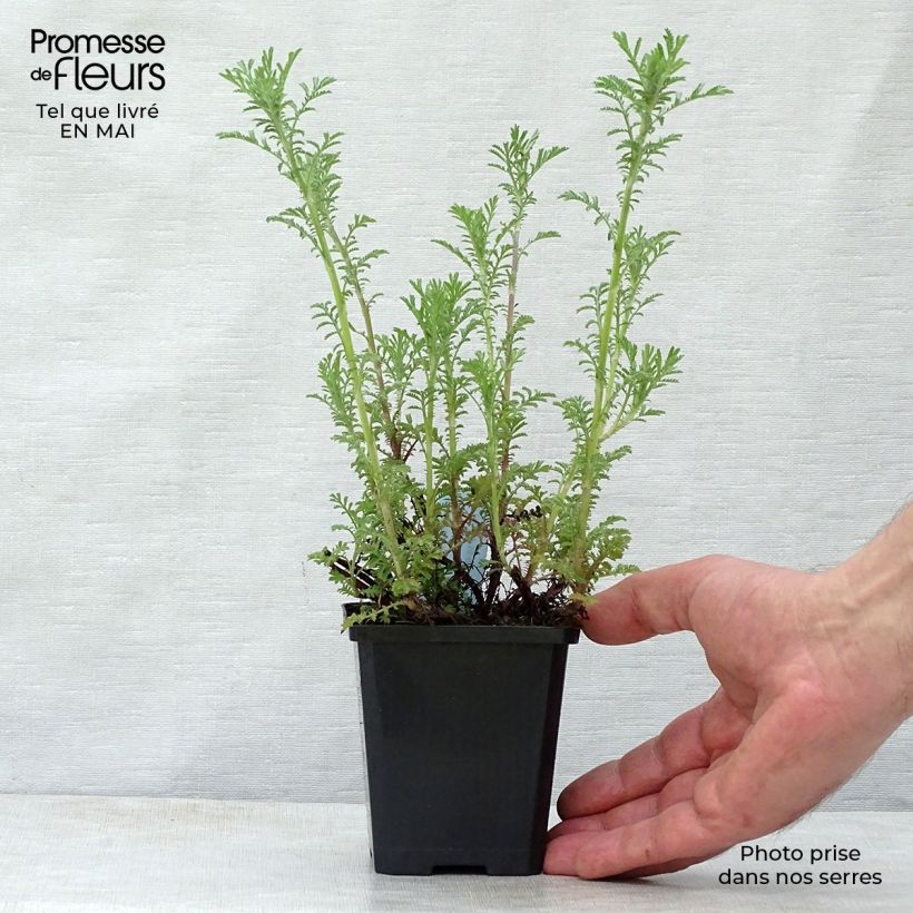 Spécimen de Anthemis tinctoria Kelwayi Godet de 9cm tel que livré au printemps