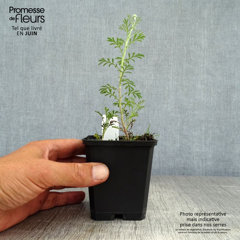 Spécimen de Anthemis tinctoria Kelwayi Godet de 8/9 cm tel que livré en été