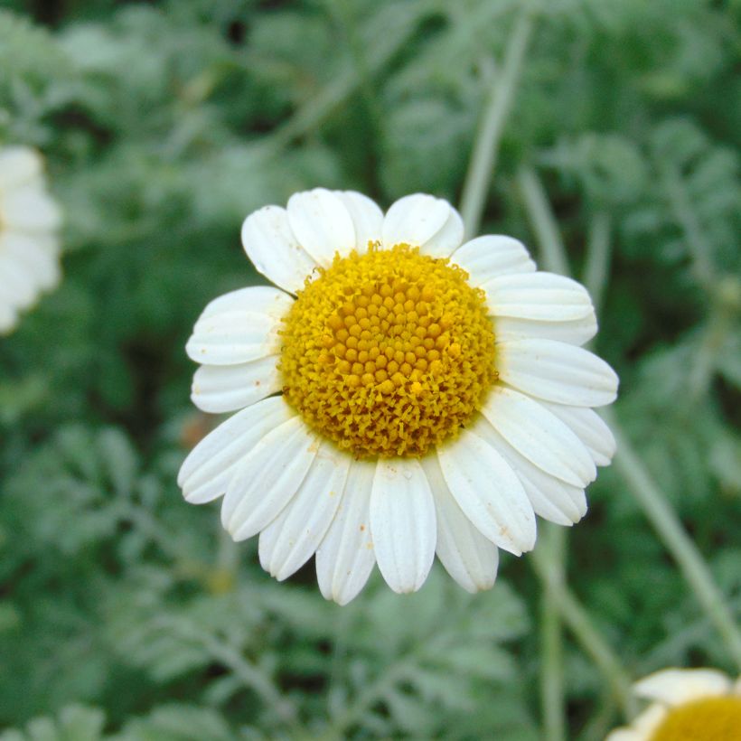 Anthemis tinctoria Sauce Hollandaise - Fausse Camomille (Floraison)