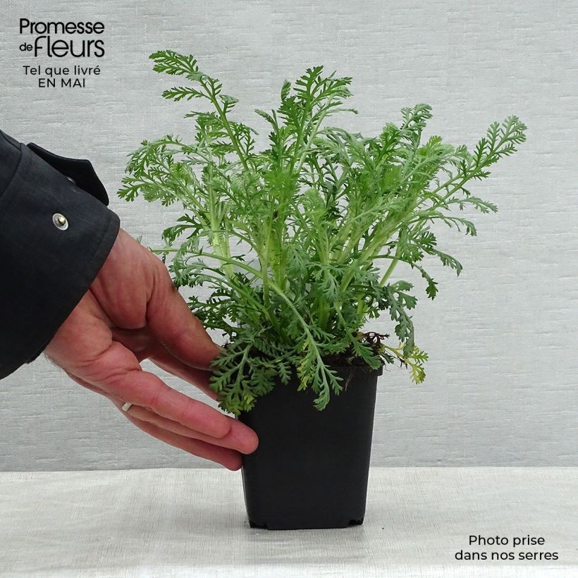 Spécimen de Anthemis tinctoria Sauce Hollandaise - Fausse Camomille en godet de 9 cm tel que livré au printemps