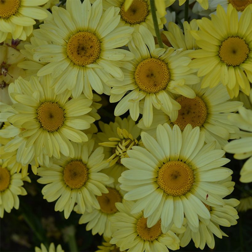 Anthemis tinctoria Wargrave Variety - Camomille des teinturiers (Floraison)