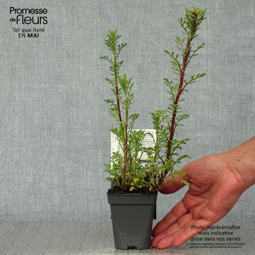 Spécimen de Anthemis tinctoria Wargrave Variety - Camomille des teinturiers  Godet de 9cm tel que livré au printemps
