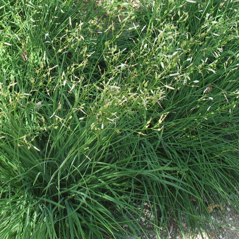 Anthericum ramosum - Phalangère rameuse (Feuillage)