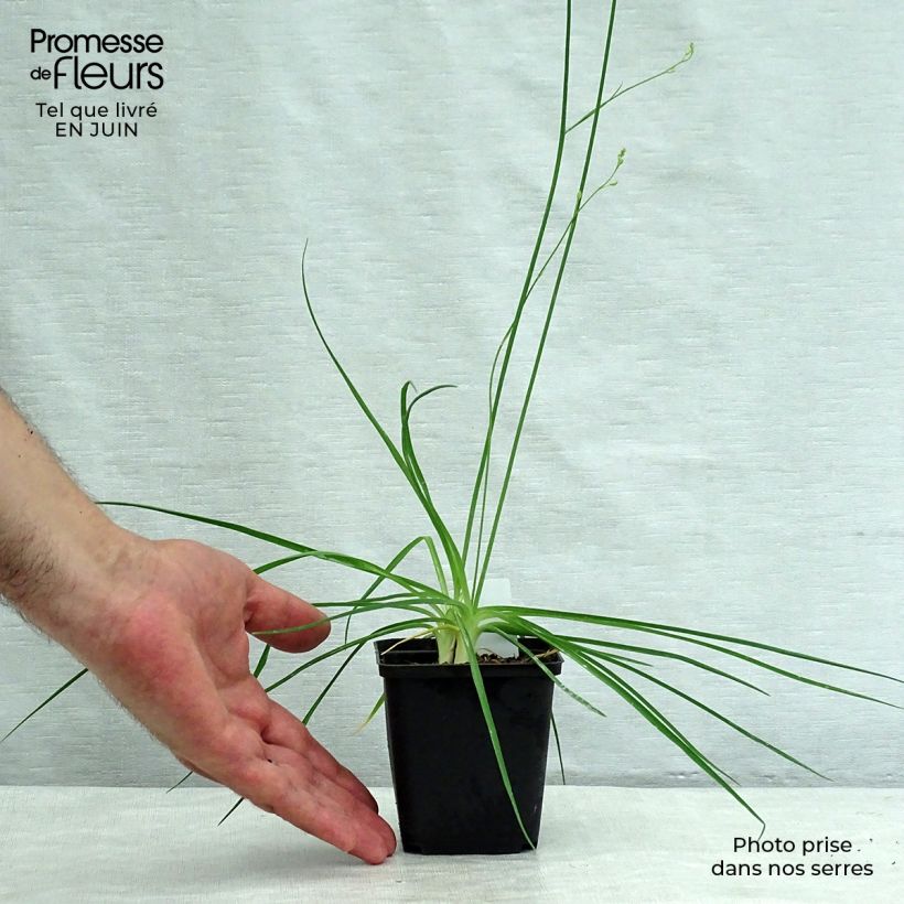 Spécimen de Anthericum ramosum - Phalangère rameuse Godet de 8/9 cm tel que livré en été