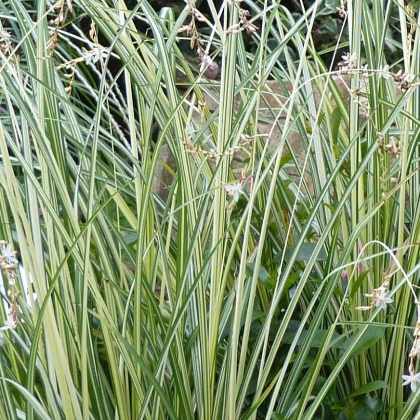 Anthericum saundersiae Starlight - Chlorophytum panaché (Feuillage)