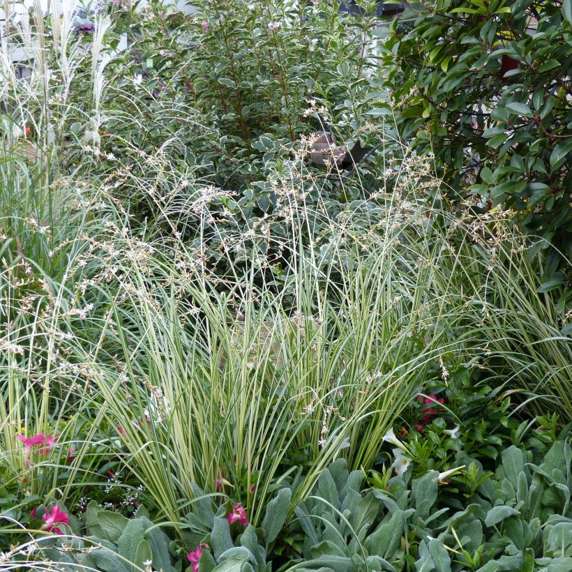 Anthericum saundersiae Starlight - Chlorophytum panaché (Port)