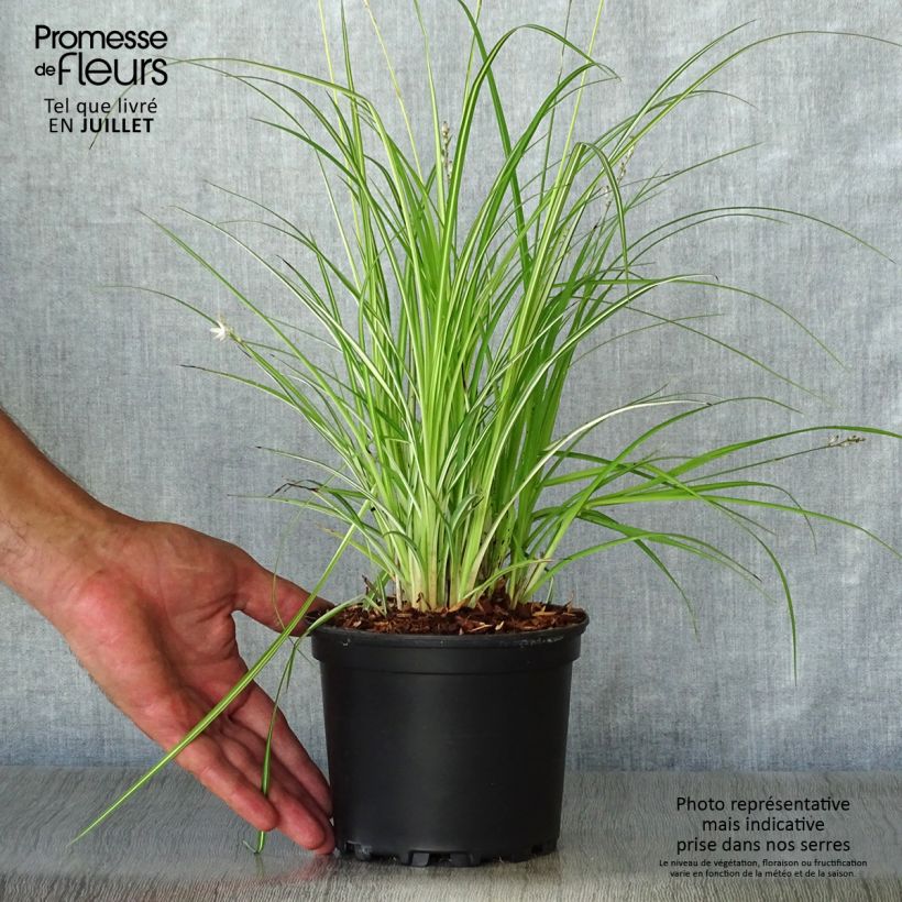 Spécimen de Anthericum saundersiae Starlight - Chlorophytum panaché Pot de 1.5L/2L tel que livré en été