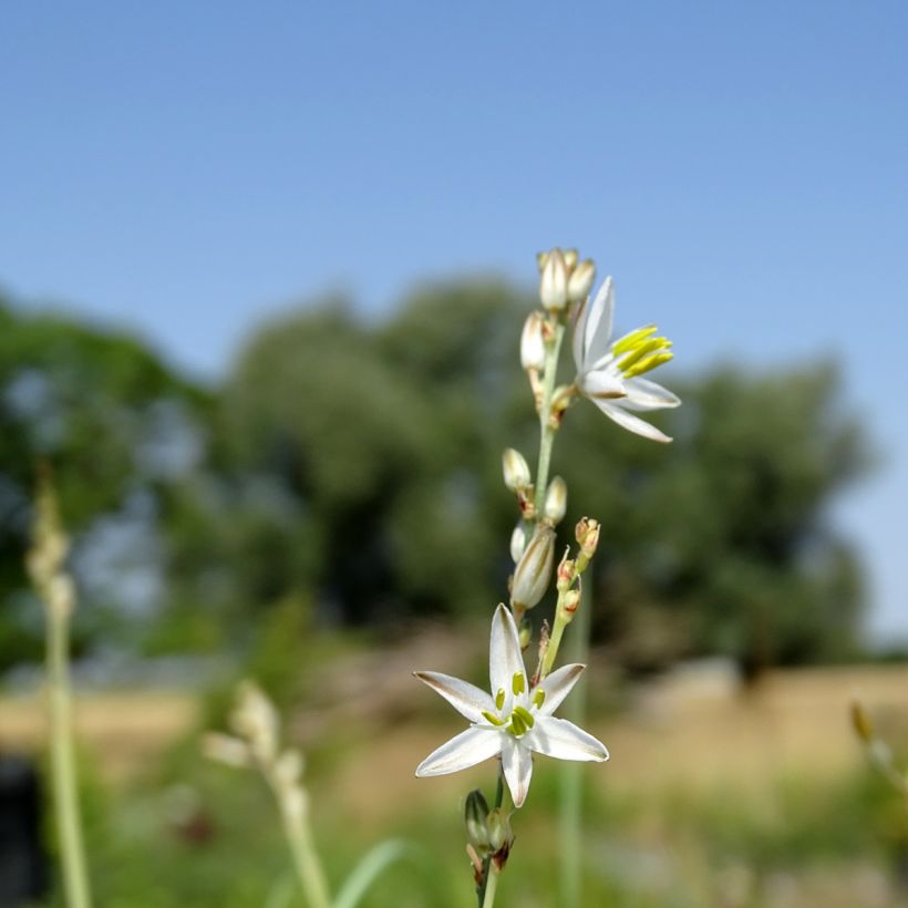 Anthericum saundersiae Starlight - Chlorophytum panaché (Floraison)