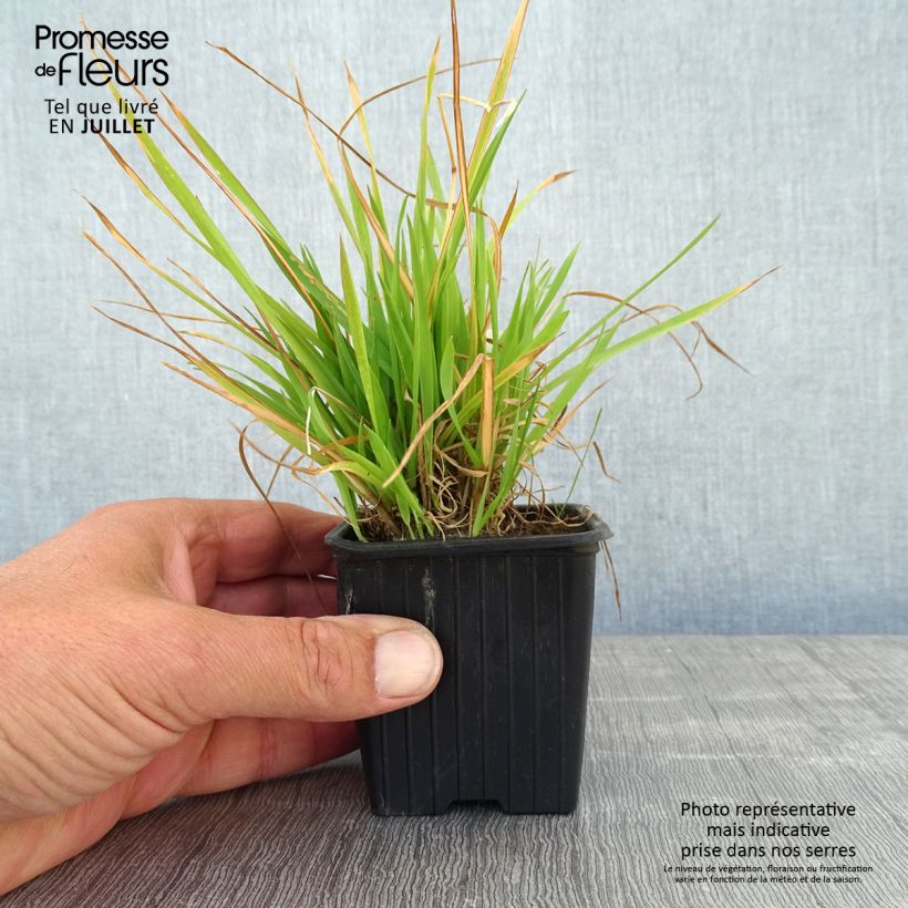 Spécimen de Anthoxanthum odoratum - Flouve odorante Godet de 8/9 cm tel que livré en été