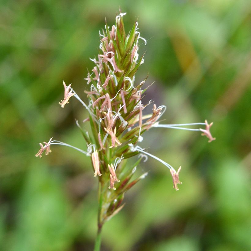 Anthoxanthum odoratum - Flouve odorante (Floraison)