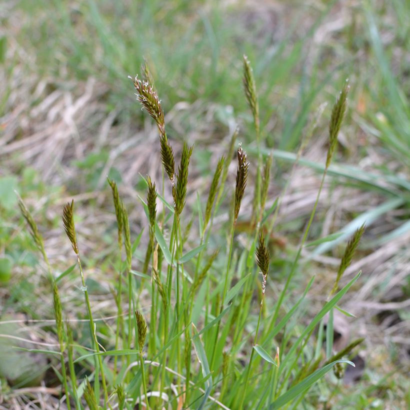 Anthoxanthum odoratum - Flouve odorante (Port)