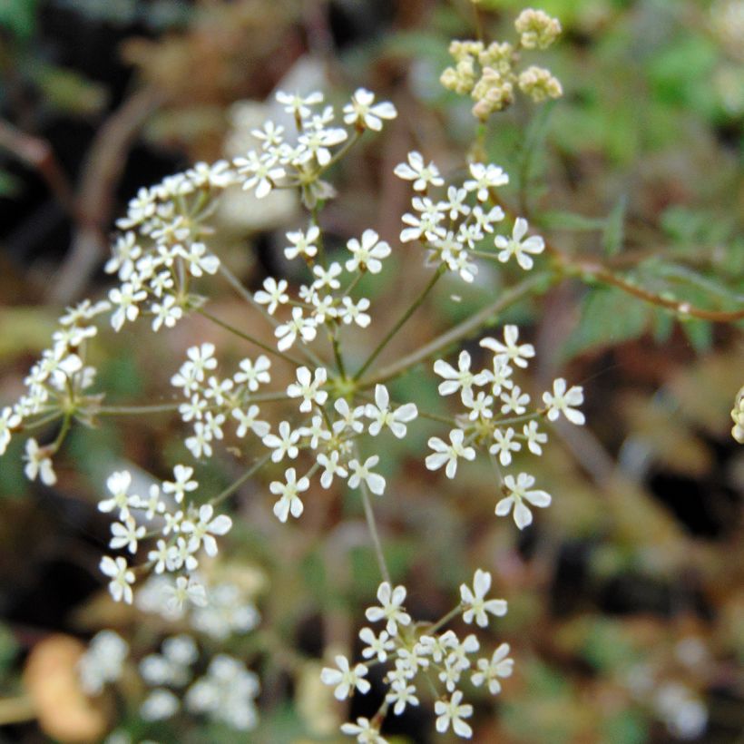 Anthriscus sylvestris Ravenswing - Cerfeuil sauvage (Floraison)