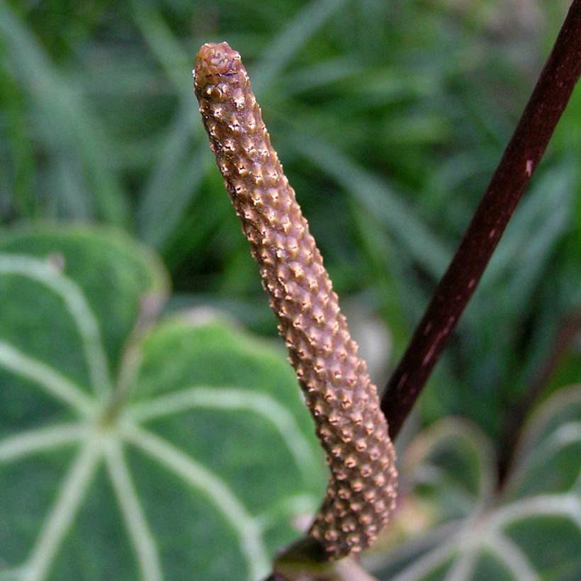 Anthurium magnificum (Floraison)