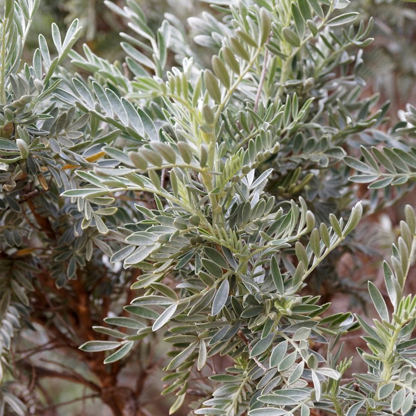 Anthyllis barba-jovis - Anthyllide Barbe de Jupiter (Feuillage)