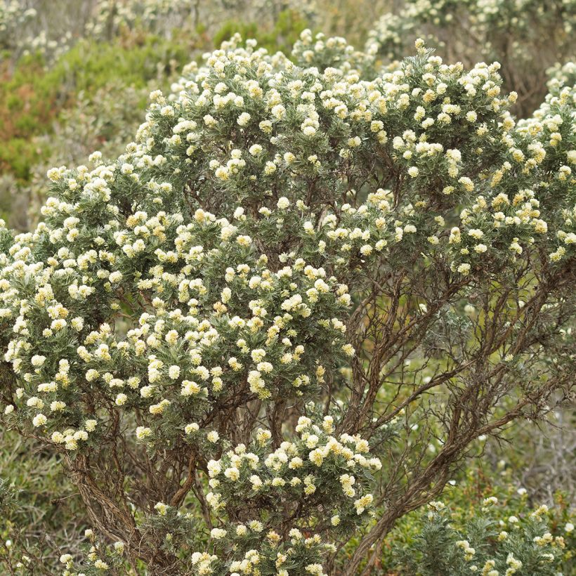 Anthyllis barba-jovis - Anthyllide Barbe de Jupiter (Port)