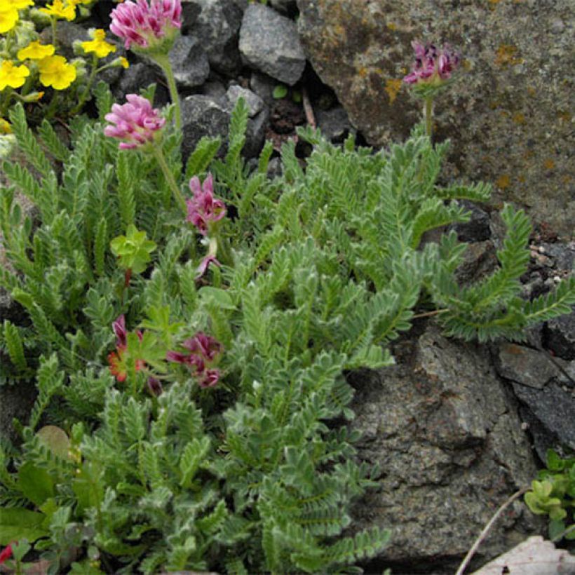 Anthyllis montana Rubra (Feuillage)