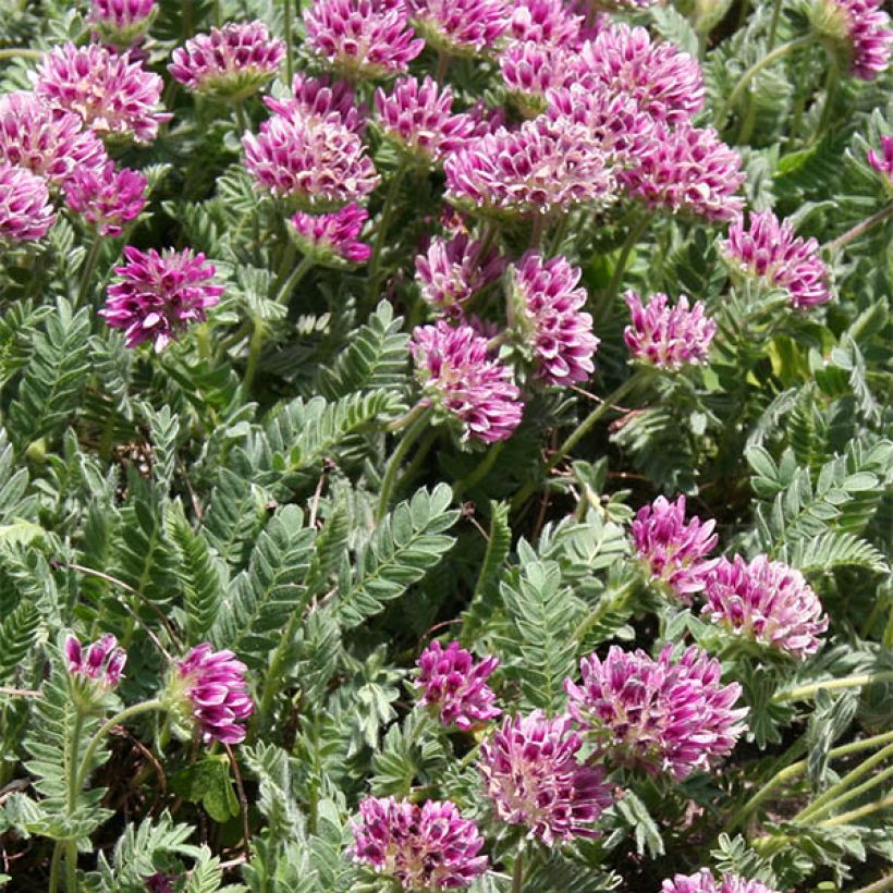 Anthyllis montana Rubra (Floraison)