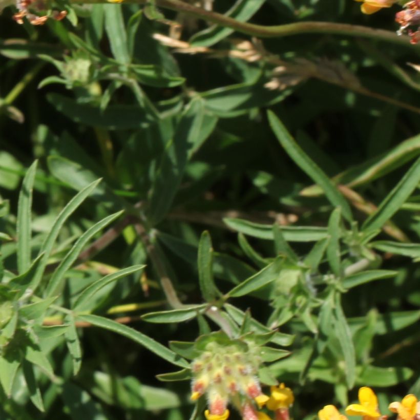 Anthyllis vulneraria - Anthyllide vulnéraire (Feuillage)