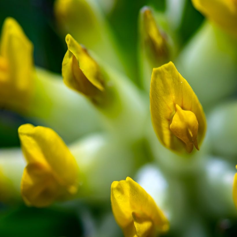 Anthyllis vulneraria - Anthyllide vulnéraire (Floraison)