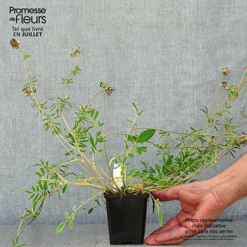Spécimen de Anthyllis vulneraria - Anthyllide vulnéraire Godet de 8/9 cm tel que livré en été
