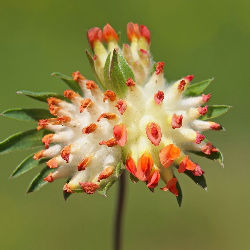 Anthyllis vulneraria var. coccinea, Vulnéraire (Floraison)
