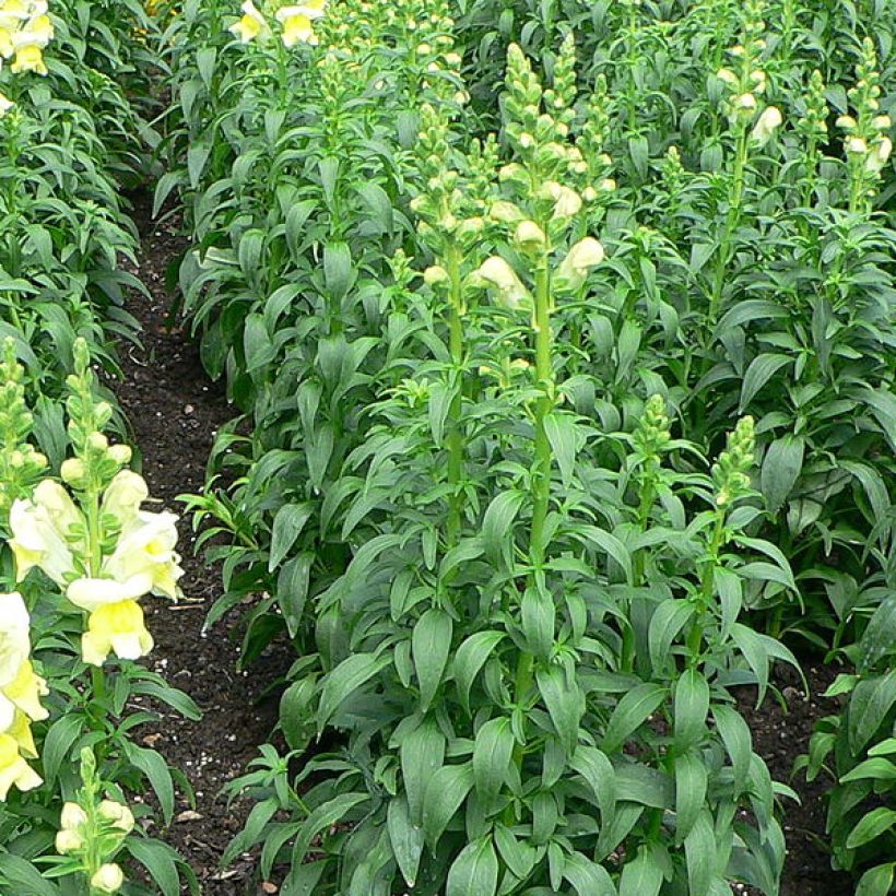 Antirrhinum braun-blanquetii, Muflier (Feuillage)