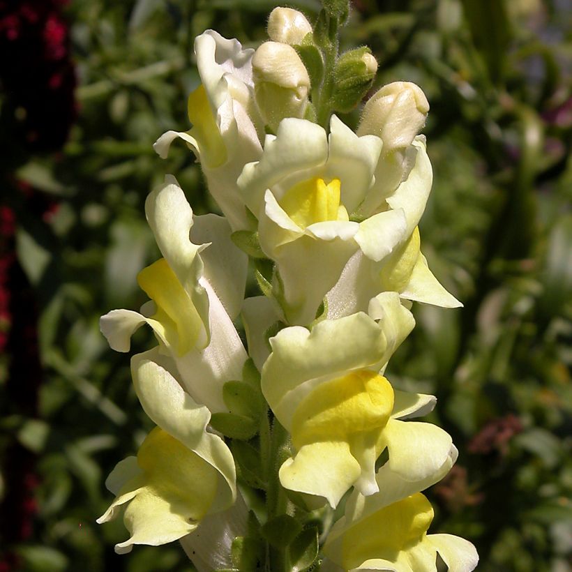 Antirrhinum braun-blanquetii, Muflier (Floraison)