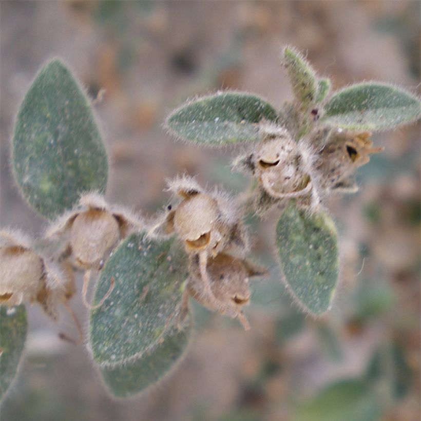 Antirrhinum hispanicum, Muflier (Feuillage)