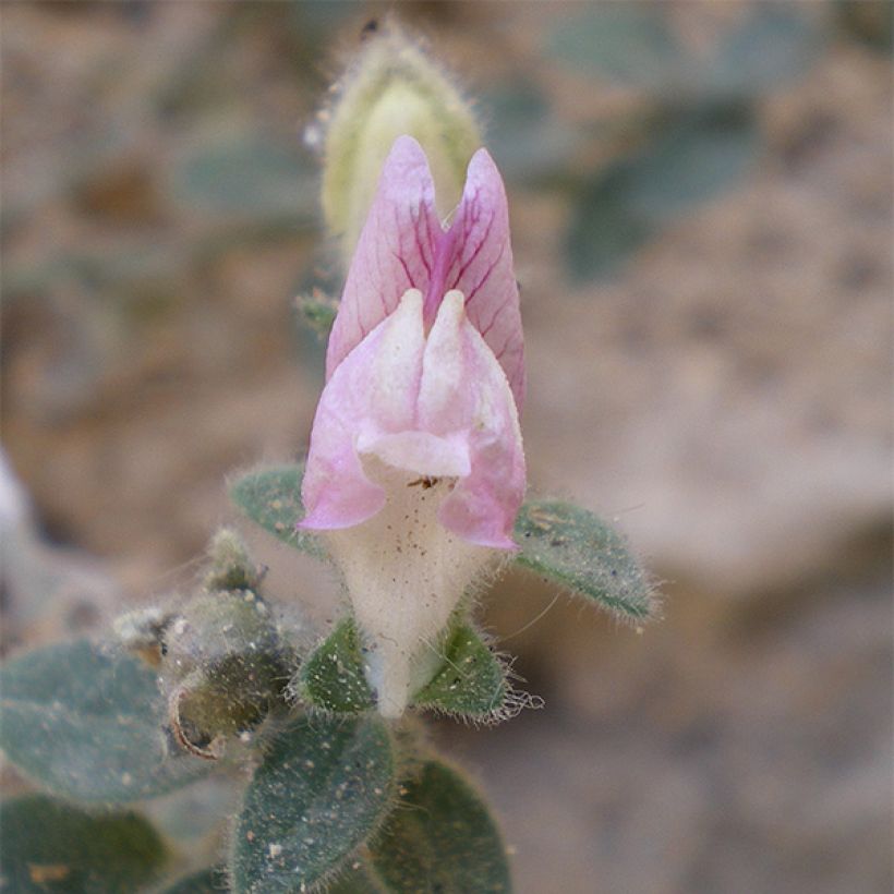 Antirrhinum hispanicum, Muflier (Floraison)
