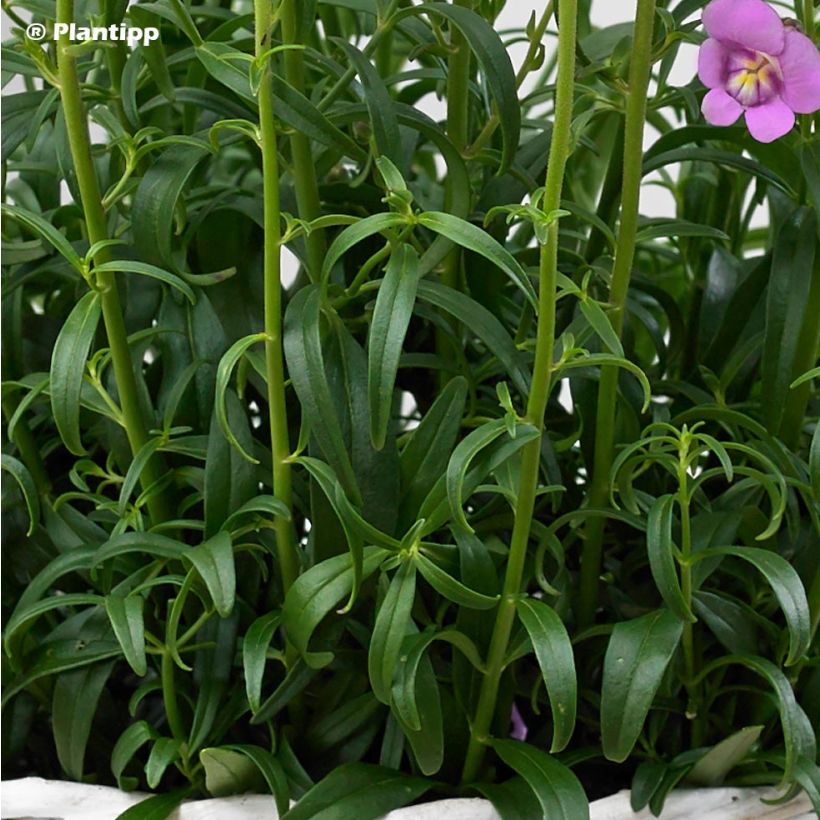 Antirrhinum majus Pretty in Pink - Muflier vivace (Feuillage)