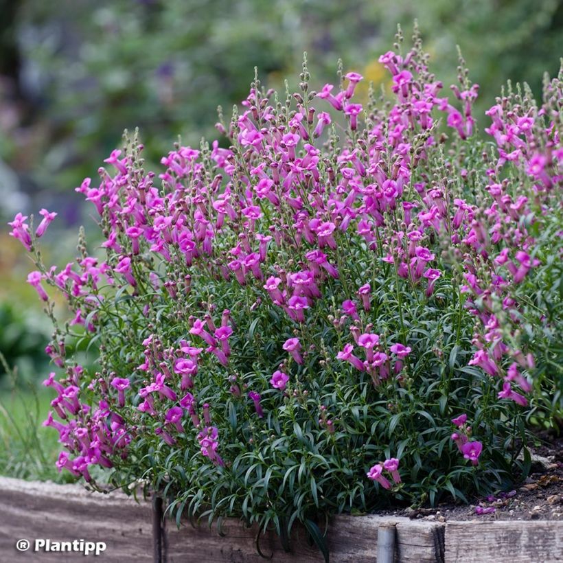 Antirrhinum majus Pretty in Pink - Muflier vivace (Port)