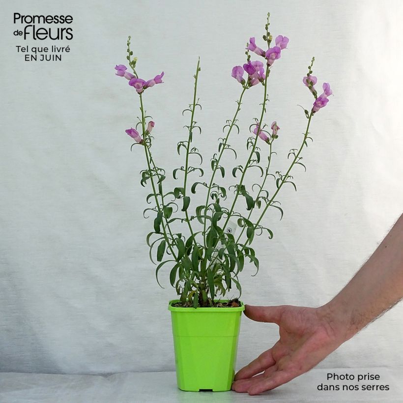 Spécimen de Antirrhinum majus Pretty in Pink - Muflier vivace Godet de 8/9 cm tel que livré en été