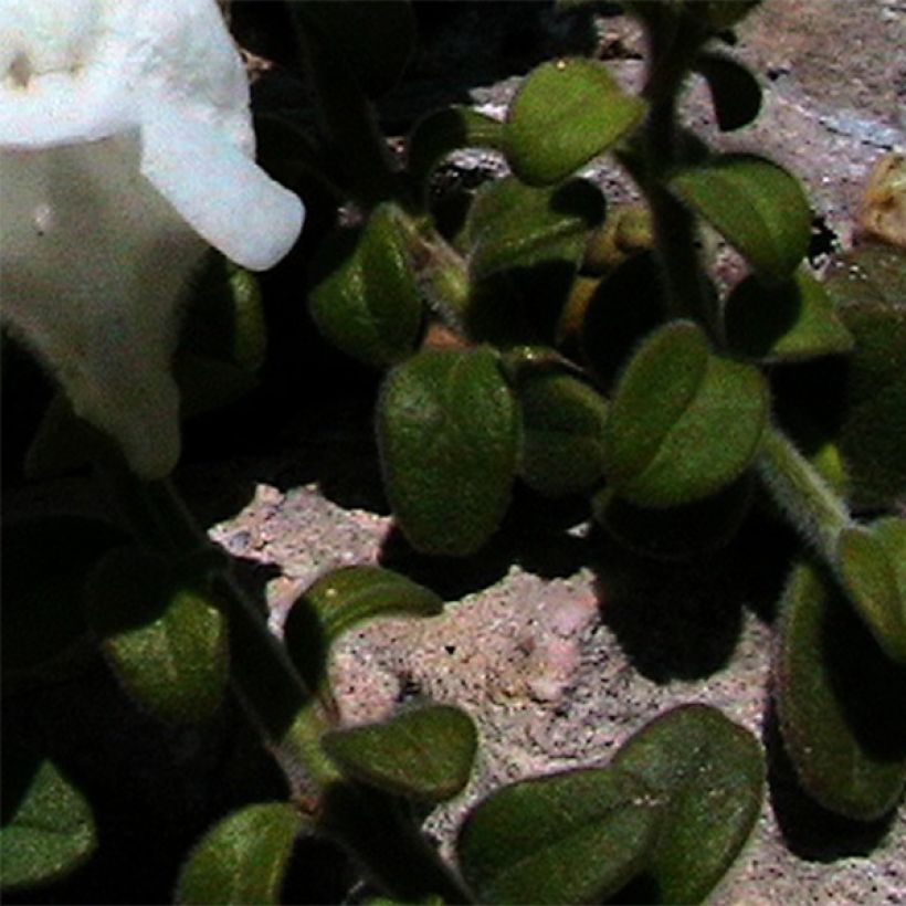 Antirrhinum molle, Muflier (Feuillage)