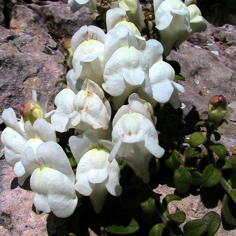 Antirrhinum molle, Muflier (Floraison)