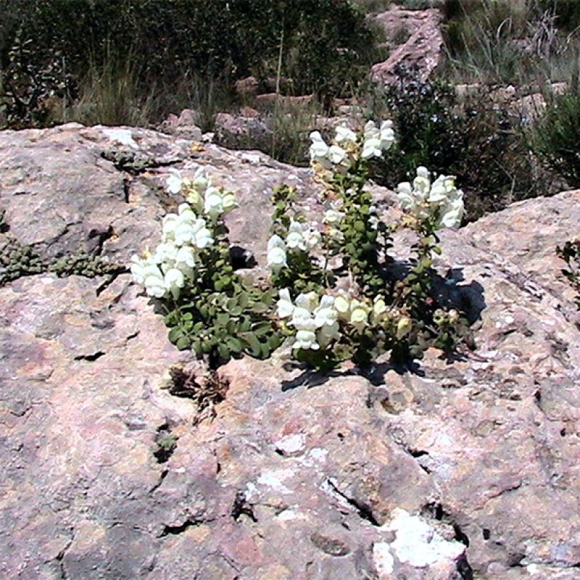 Antirrhinum molle, Muflier (Port)