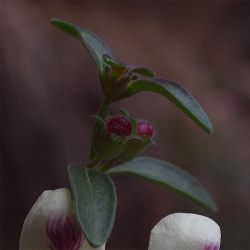 Antirrhinum sempervirens, Muflier (Feuillage)