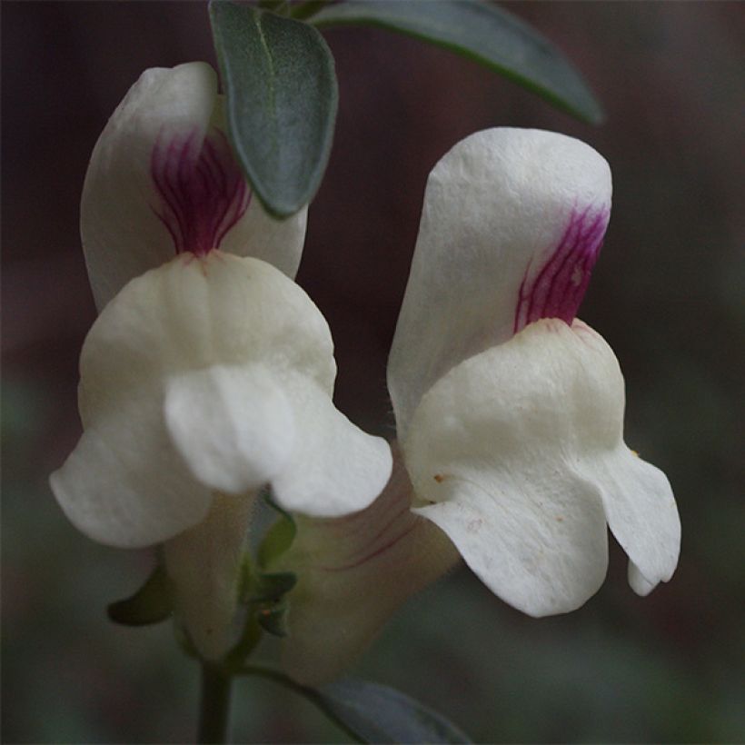 Antirrhinum sempervirens, Muflier (Floraison)