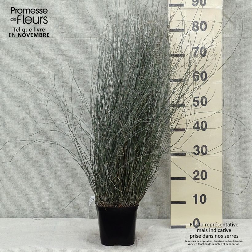 Spécimen de Apodasmia similis - Restio Pot de 2L/3L tel que livré en automne