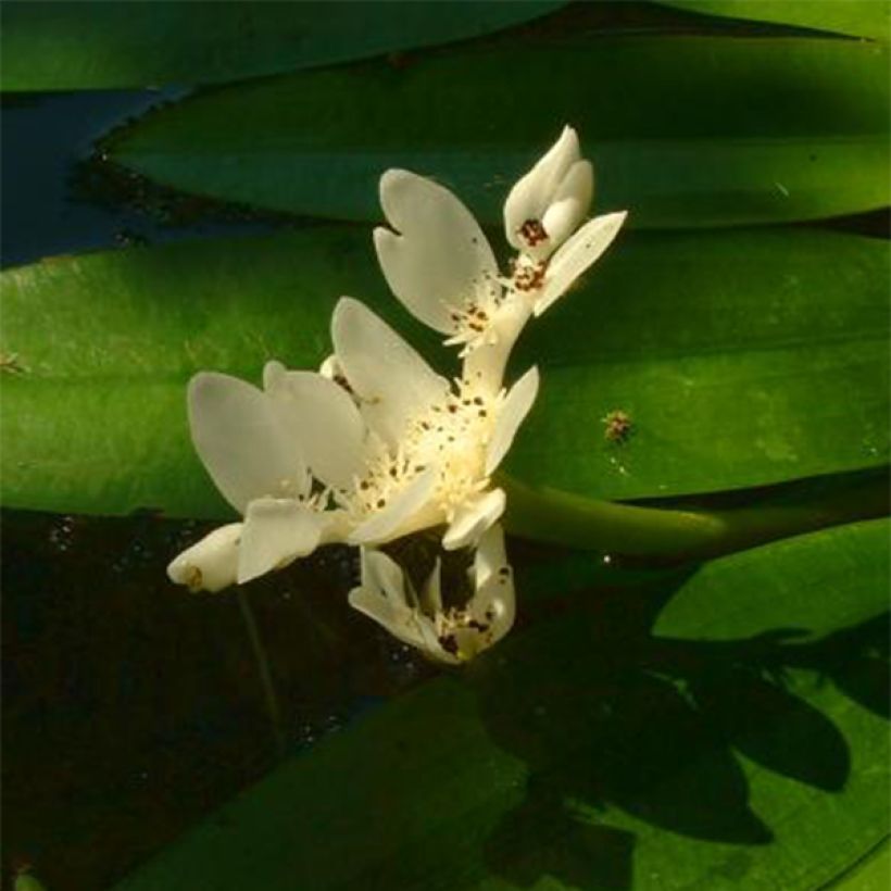 Aponogeton distachyos - Aponogeton odorant (Floraison)