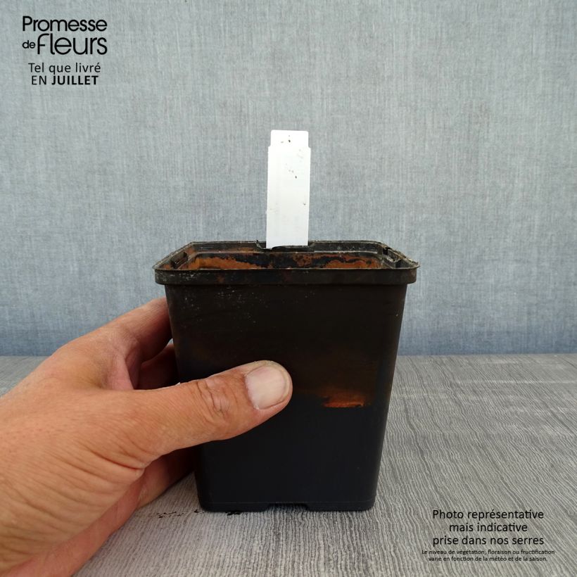 Spécimen de Aponogeton distachyos - Aponogeton odorant Godet de 8/9 cm tel que livré en été