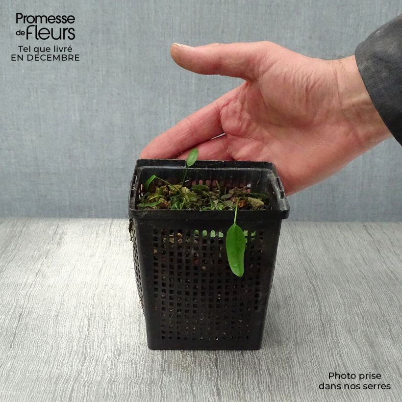 Spécimen de Aponogeton  distachyos - Aponogeton odorant tel que livré en hiver