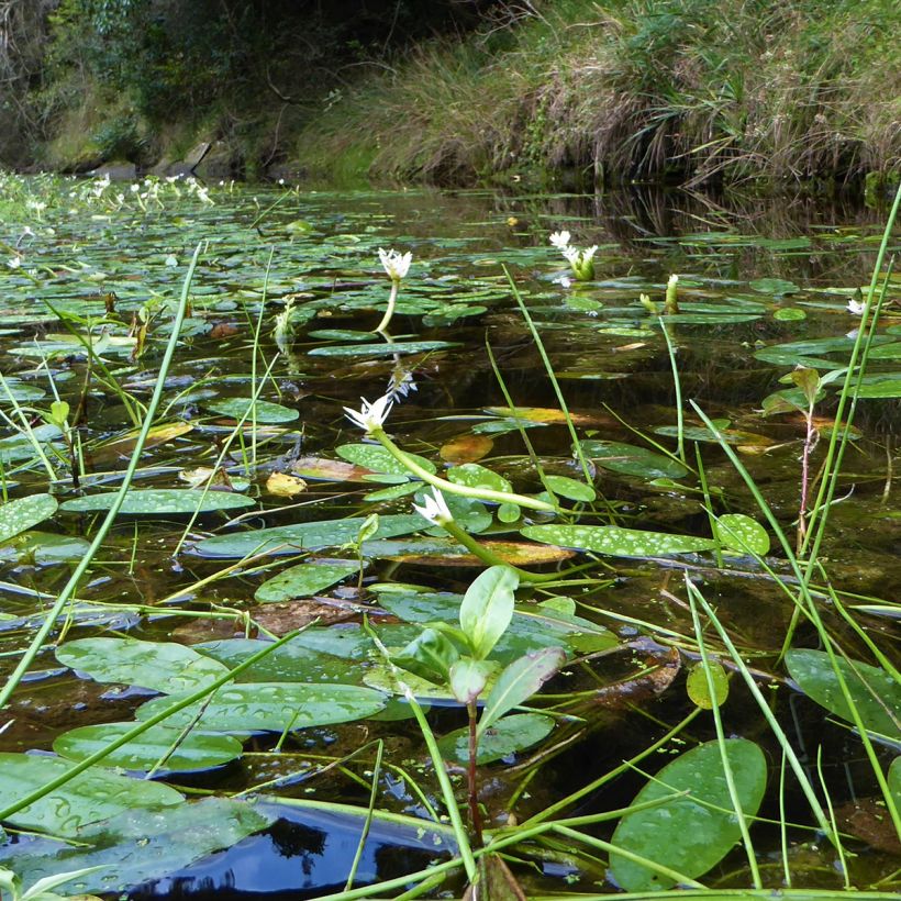 Aponogeton distachyos - Aponogeton odorant (Port)