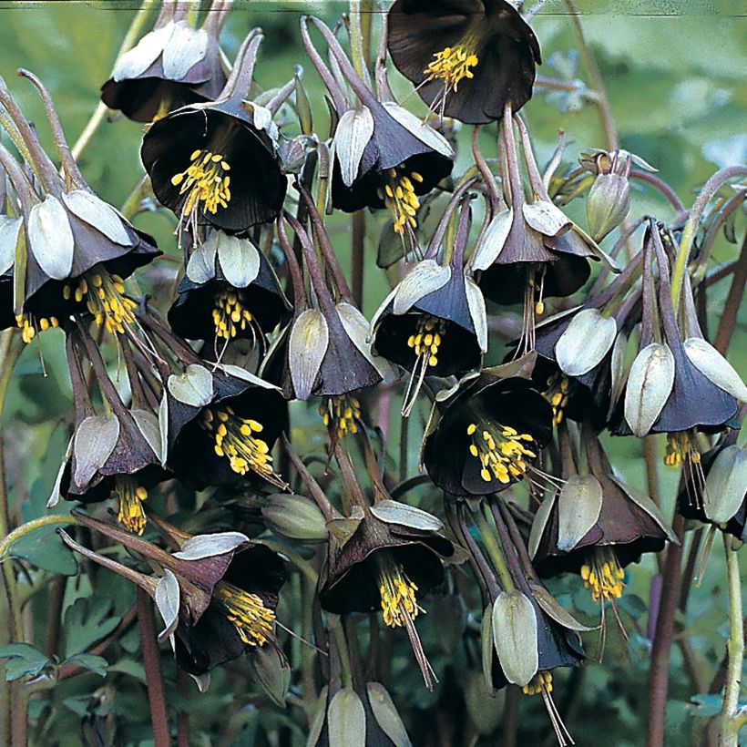 Ancolie Chocolate Soldier - Aquilegia viridiflora (Floraison)