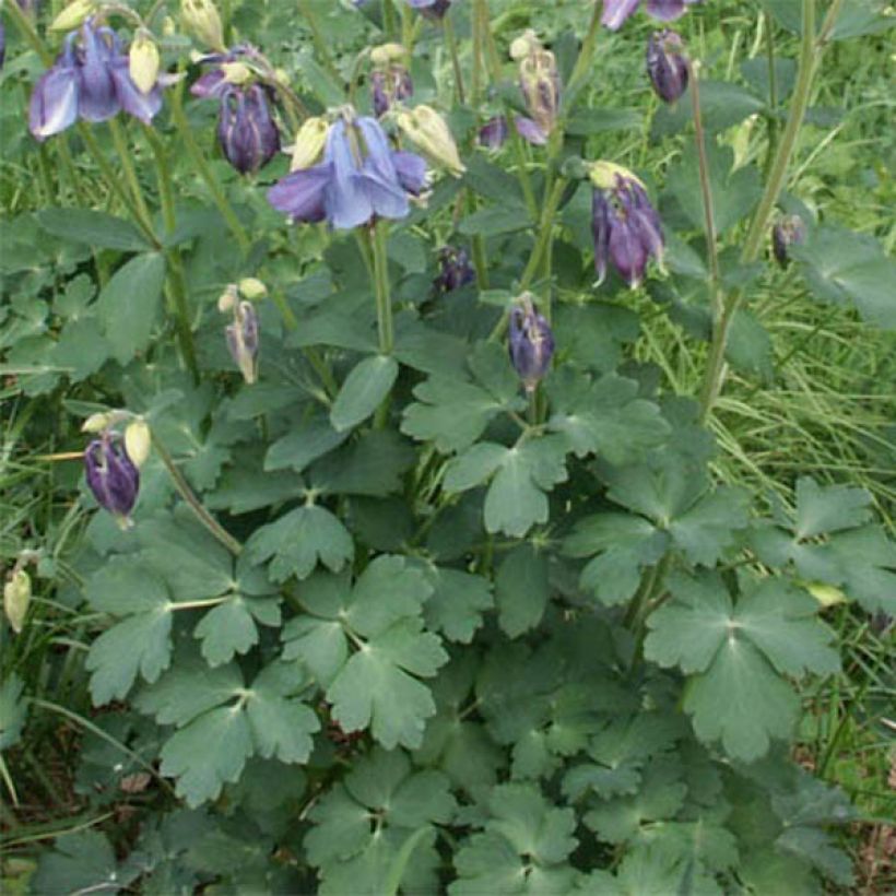 Ancolie, Aquilegia Songbird Series Bunting (Feuillage)