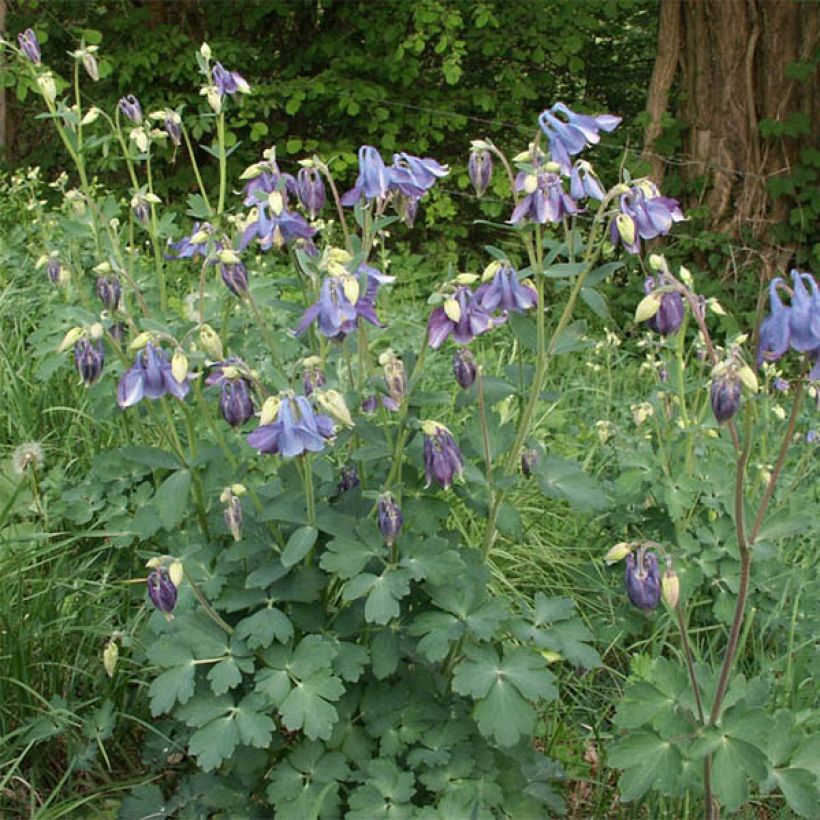 Ancolie, Aquilegia Songbird Series Bunting (Port)