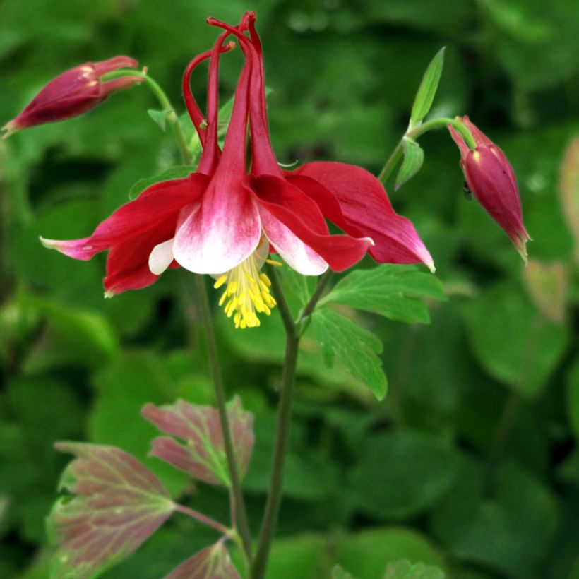 Ancolie, Aquilegia Songbird Series Cardinal (Port)