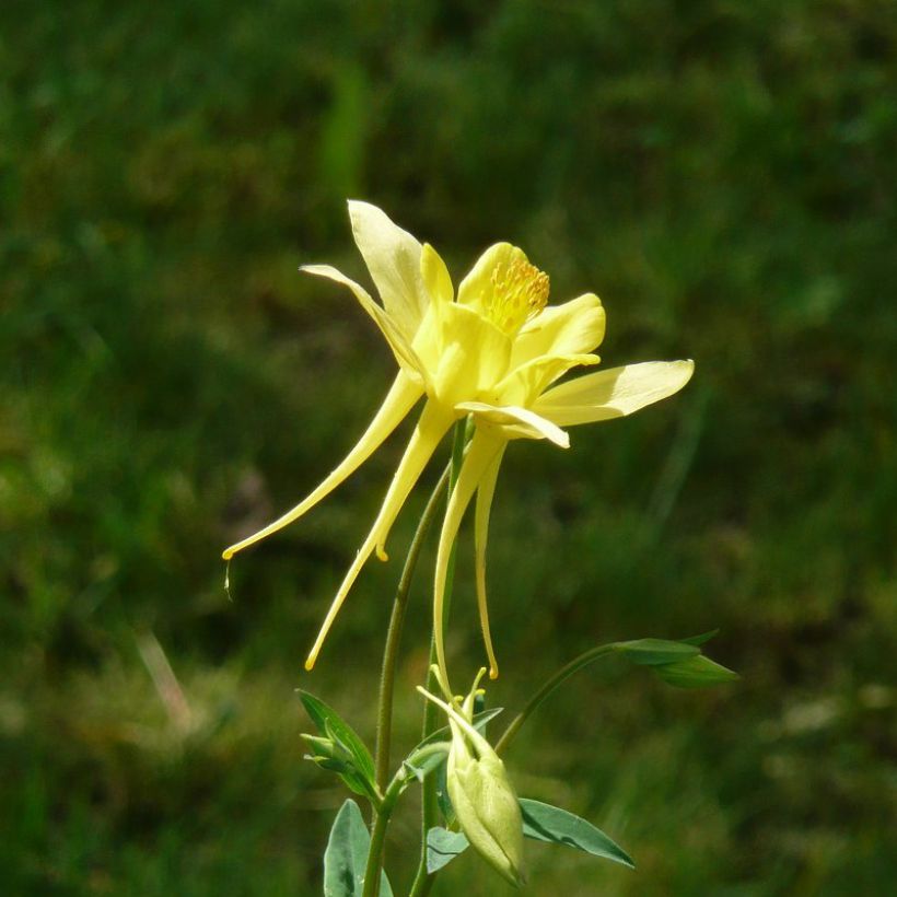 Ancolie, Aquilegia Songbird Series Goldfinch (Floraison)