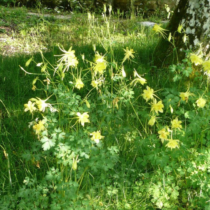 Ancolie, Aquilegia Songbird Series Goldfinch (Port)