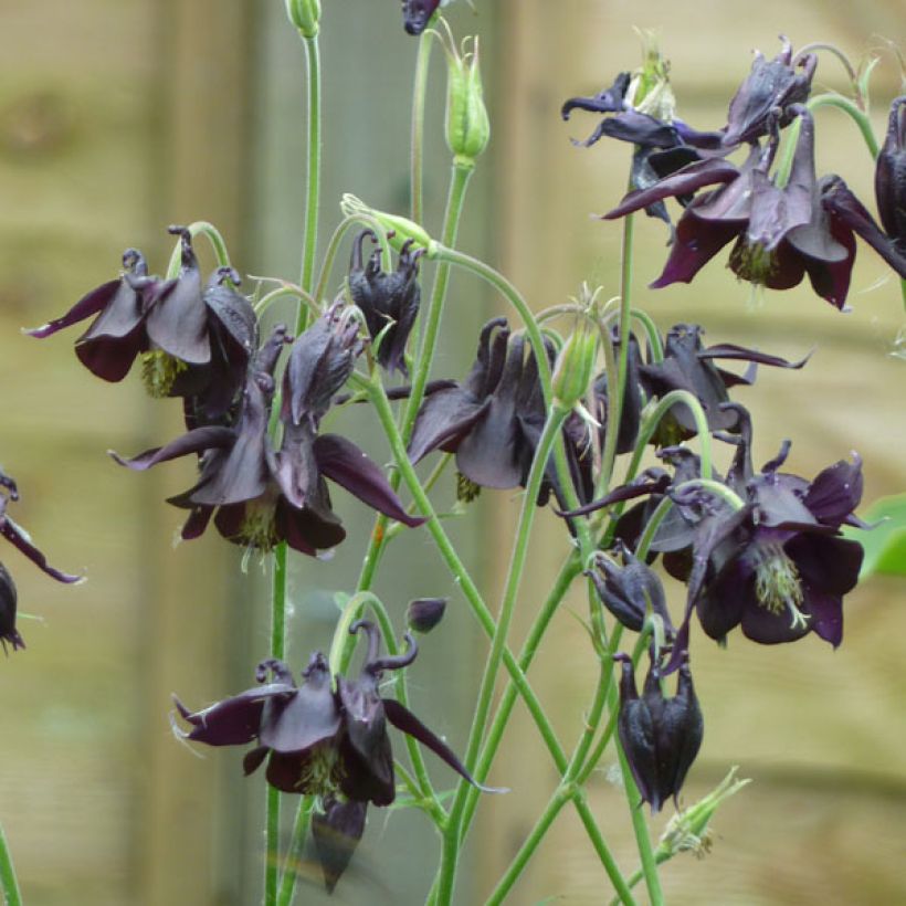 Ancolie, Aquilegia atrata (Port)